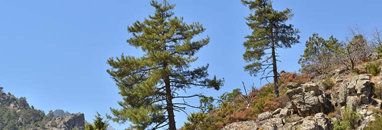 Découvrez la Restonica en voiture 